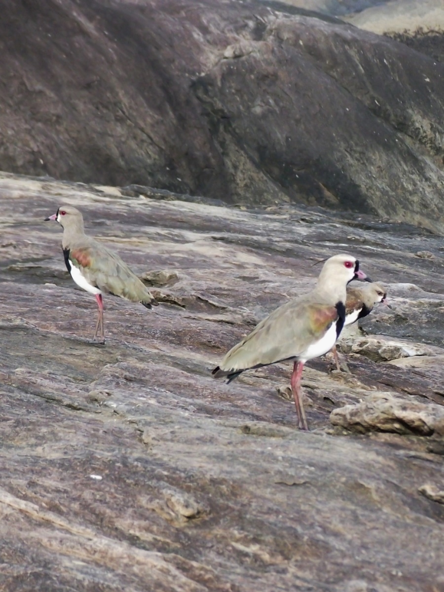 aves marinhas sob as rochas