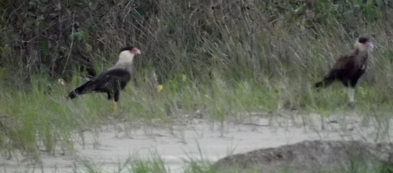 dois gaviões carcarás nas areias da praia