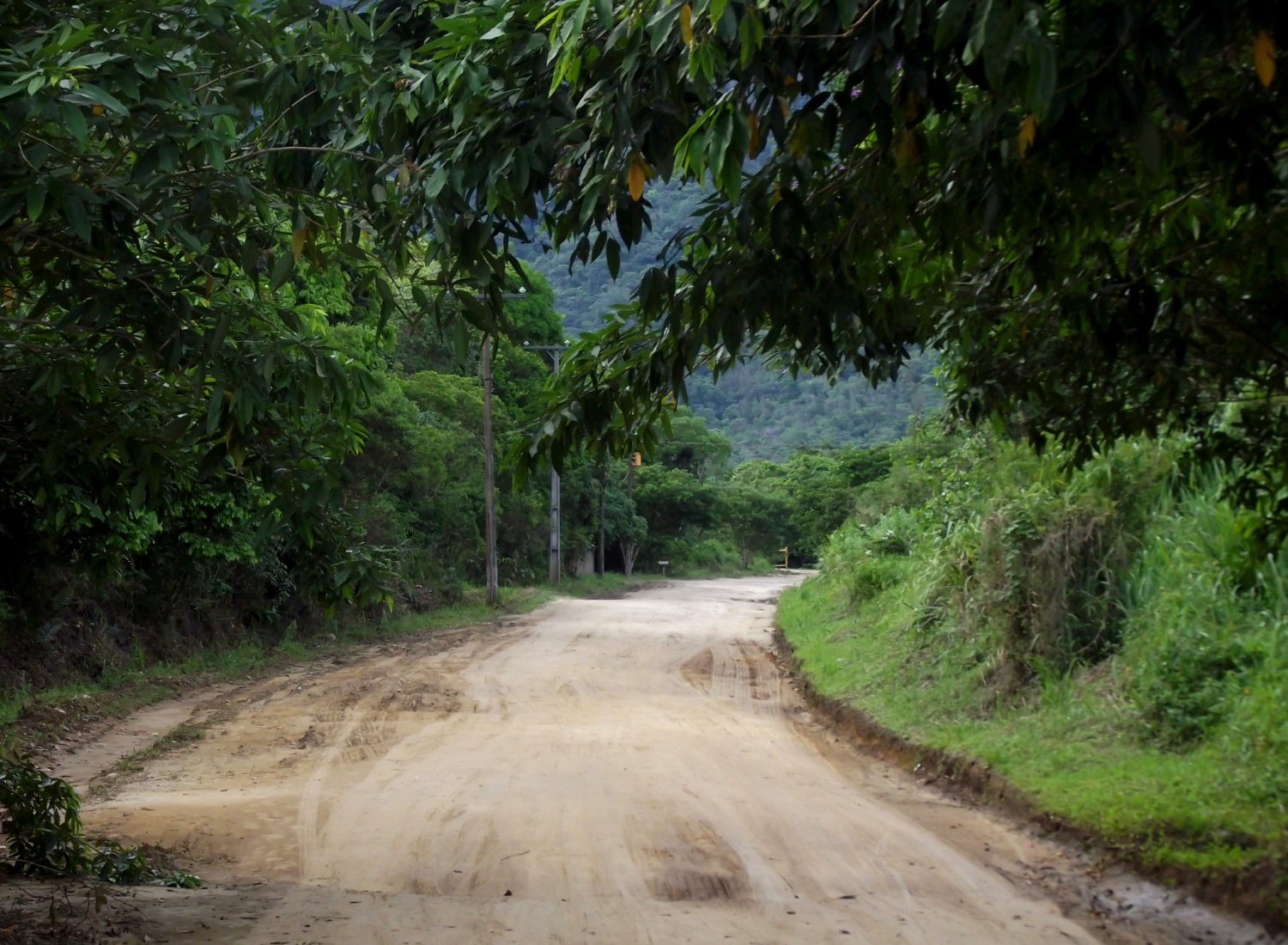 rua deserta cercada pela mata atlântica