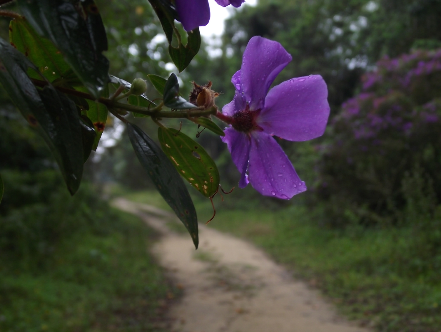 bonita flor roxa de quaresmeira