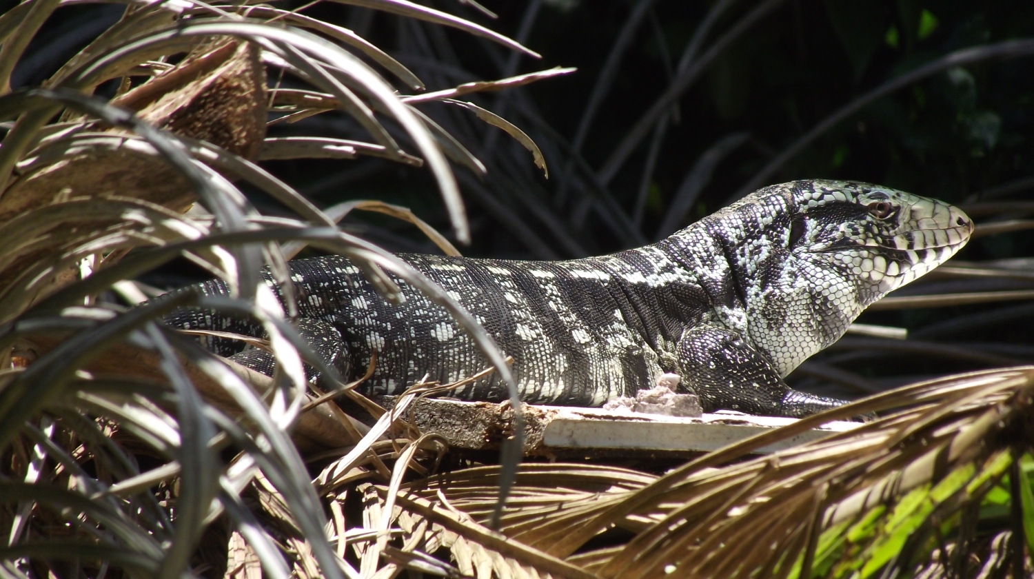 lagarto teiú descansando ao sol