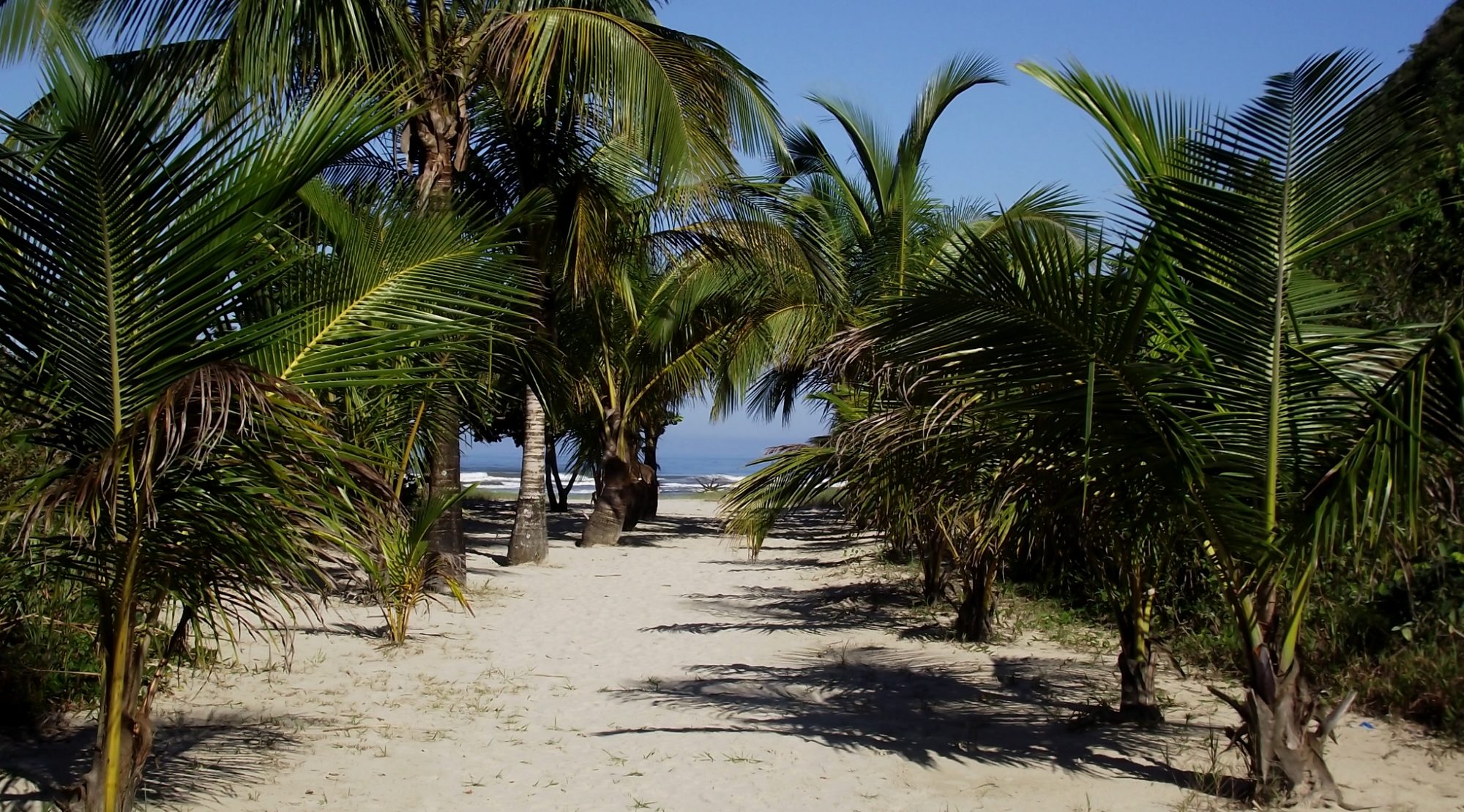 trilha que leva a praia do caramborê com coqueiros nas duas laterais