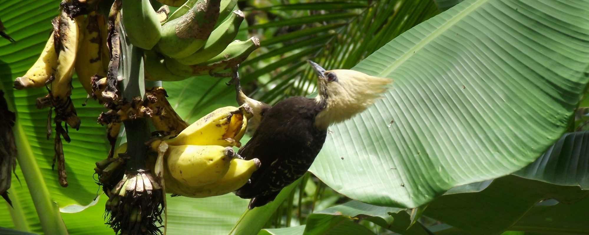 pica pau preto com cabeça amarela comendo banana