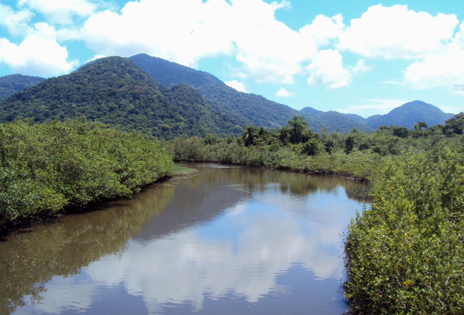 rio guaraú pequeno e imerso no maguezal