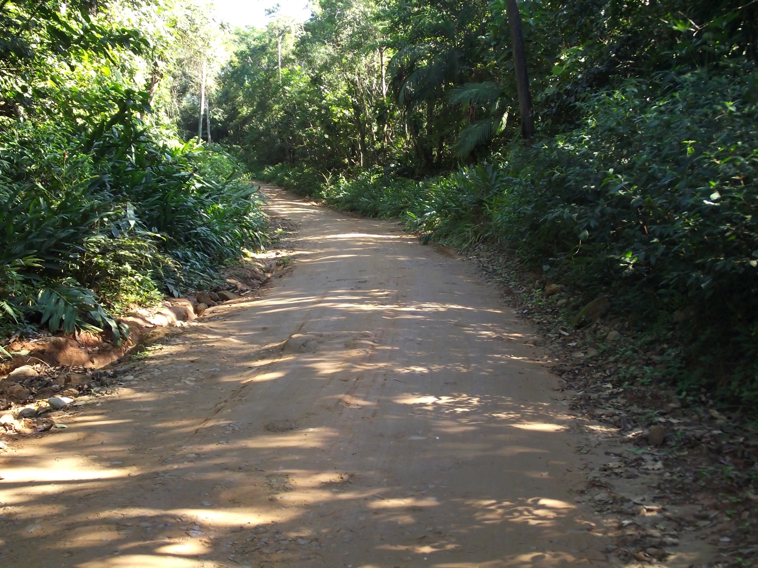 trecho de subida em meio a mata densa