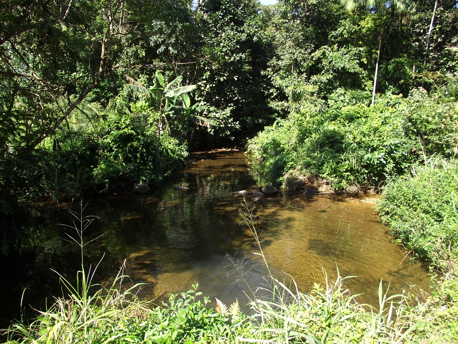 riacho de água cristalina