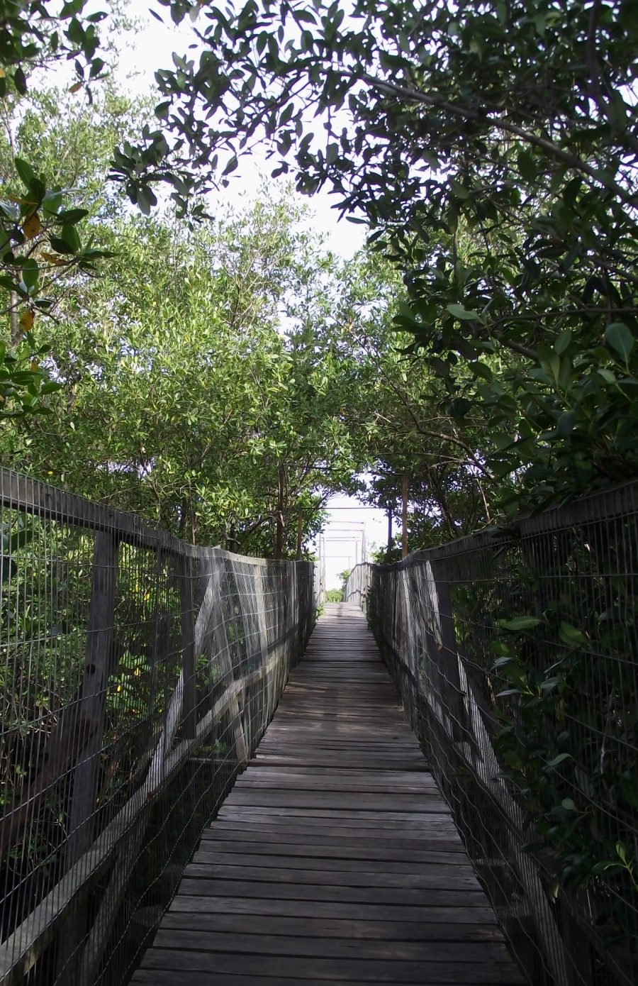 ponte de madeira no interior de um manguezal