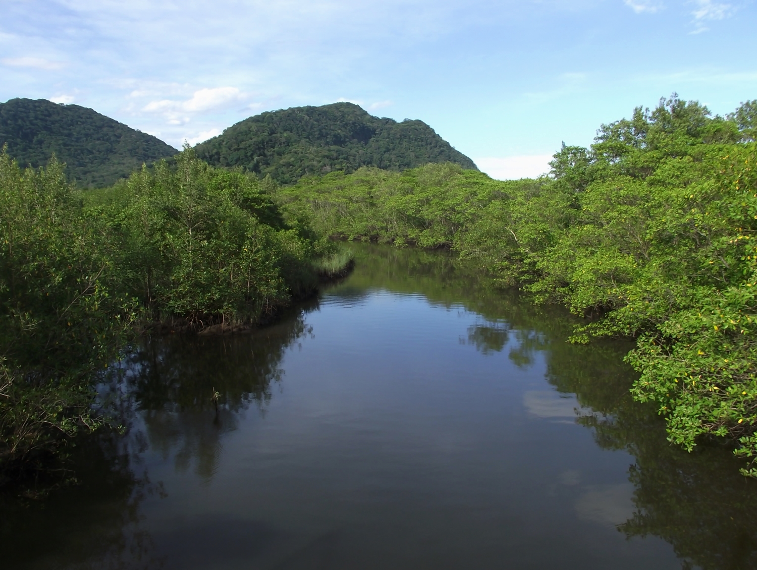 pequeno rio em meio ao manguezal e morros