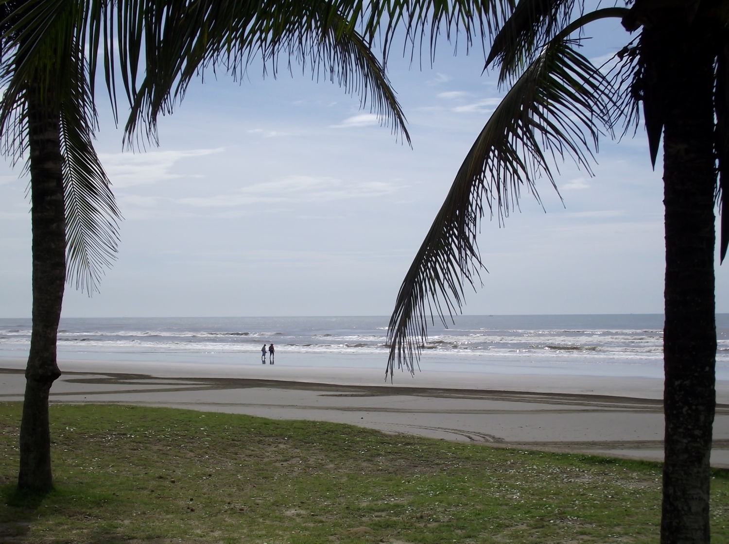 vista da praia entre coqueiros