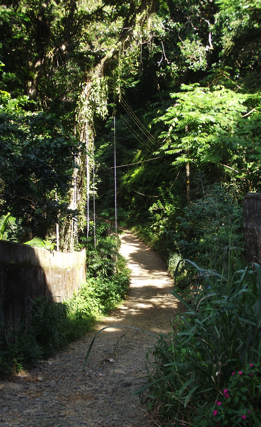 uma rua cercada de floresta e iluminada pelo sol