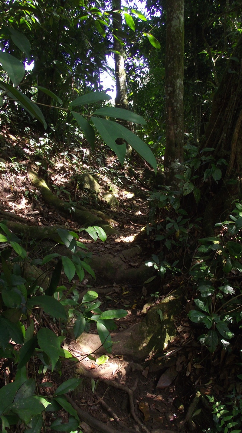 Trecho de trilha com pedras e raízes no caminho.