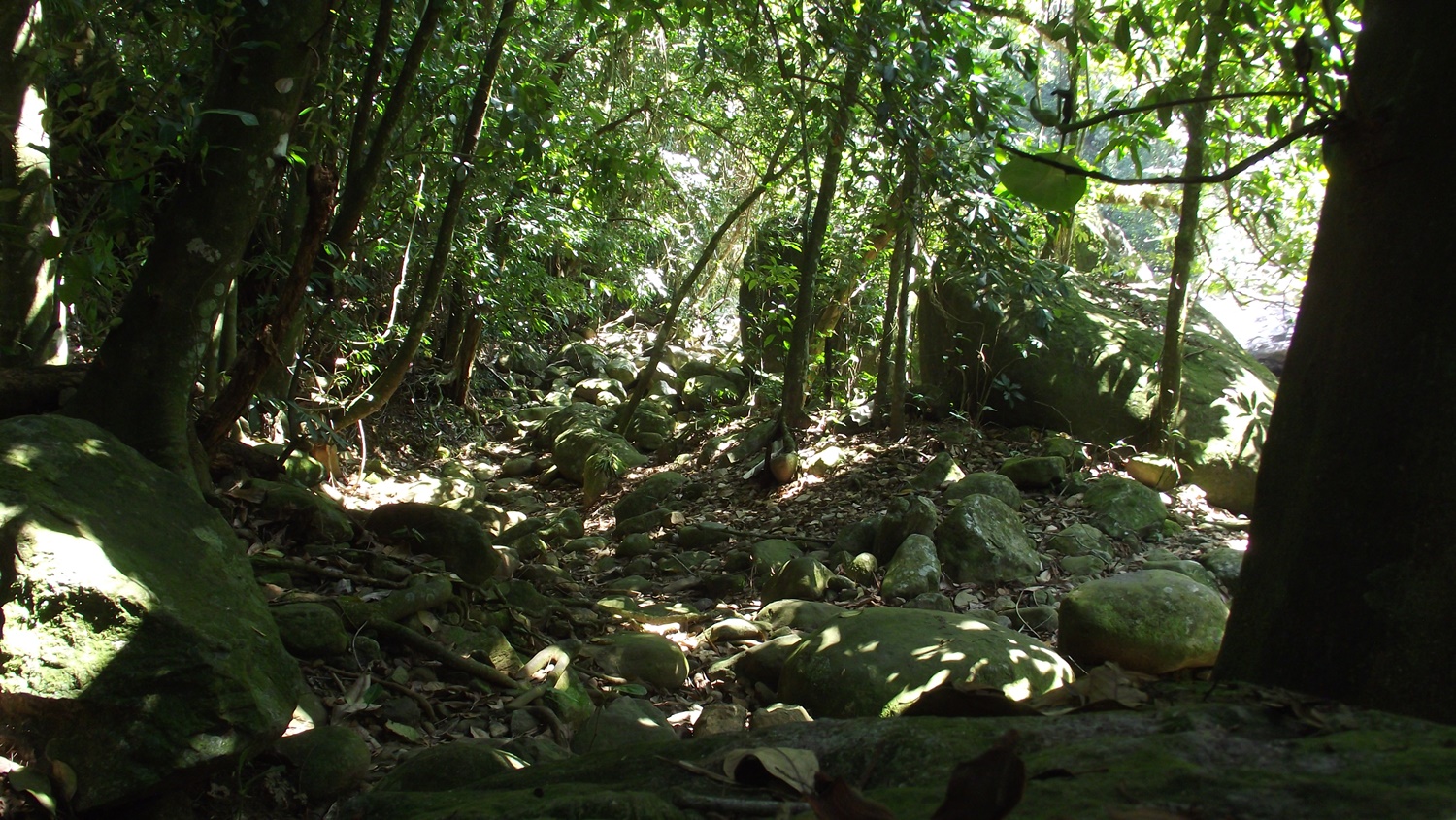 Clareira onde a vegetação cede espaço para rochas e raízes.